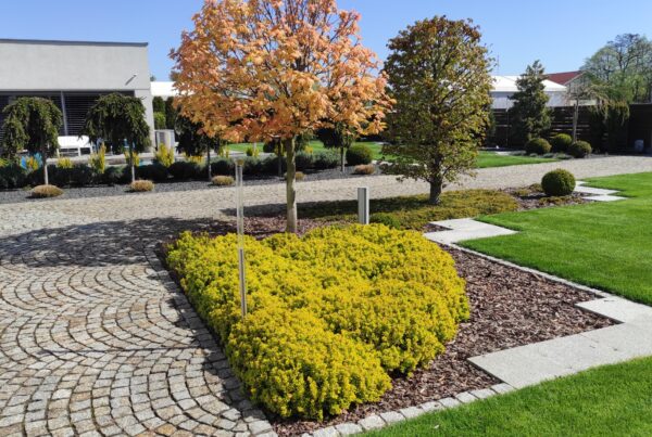 krzew w ogrodzie, rośliny do ogrodu, zakładanie ogrodu, krzewy do ogrodu