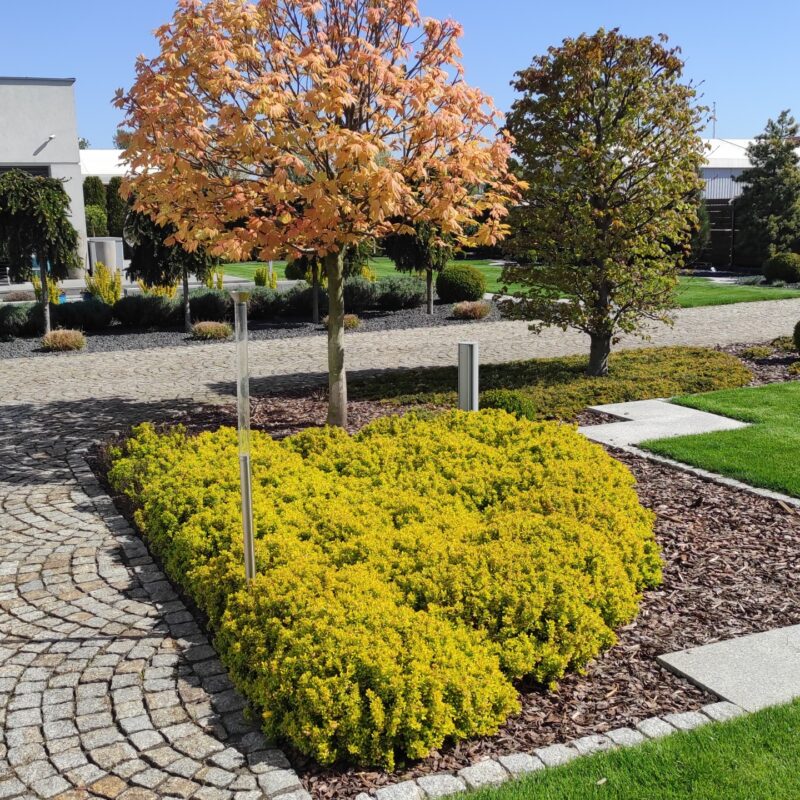 krzew w ogrodzie, rośliny do ogrodu, zakładanie ogrodu, krzewy do ogrodu