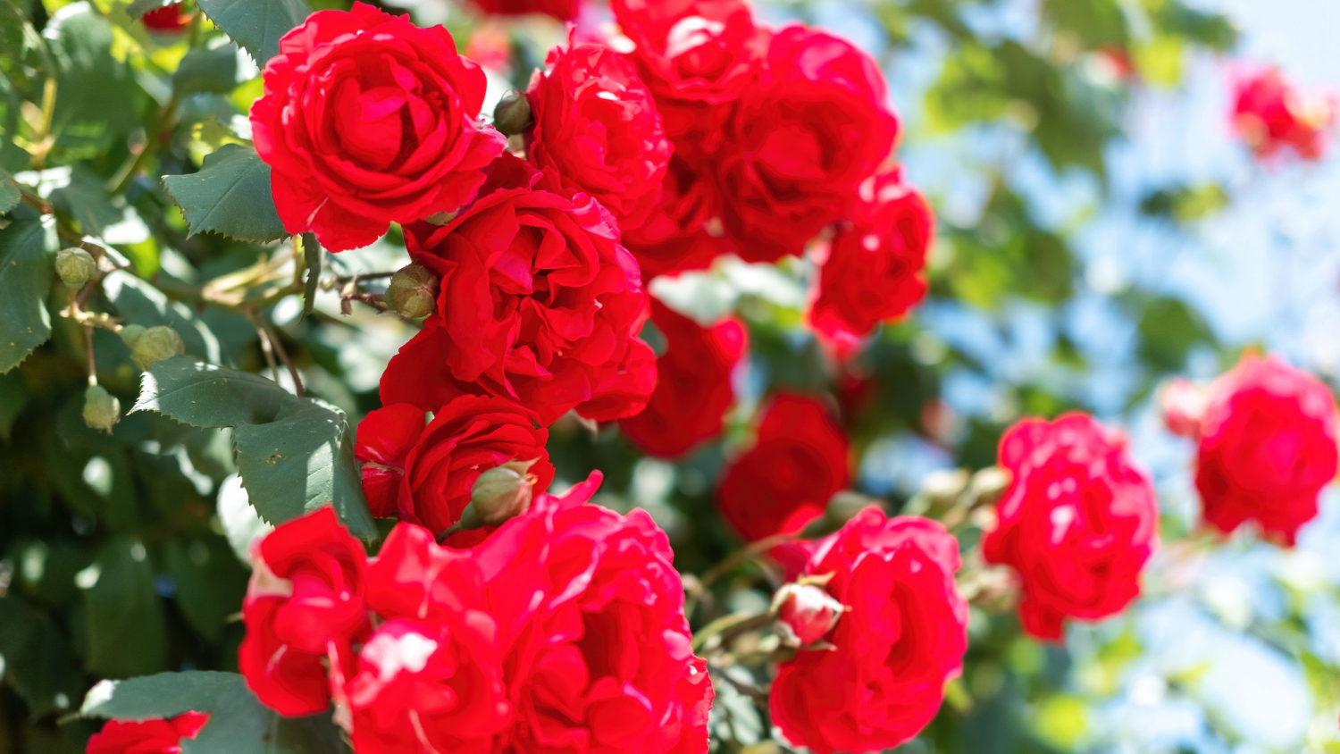 Jak sadzić róże pnące przy pergoli?