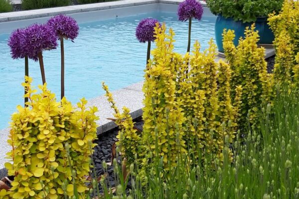 Projektowanie i zakładanie ogrodów Poznań - 8